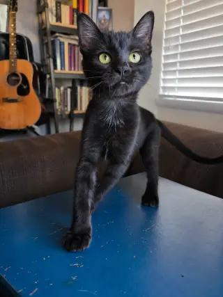 Moon Pie Baby Cat