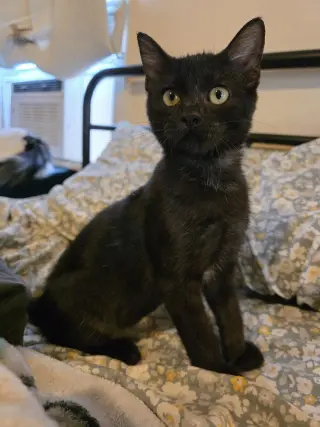 Moon Pie Baby Cat