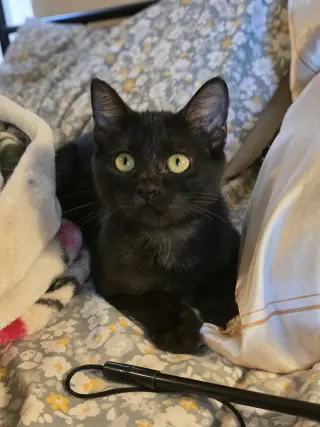 Moon Pie Baby Cat