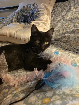 Moon Pie Baby Cat
