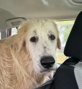 Maggie