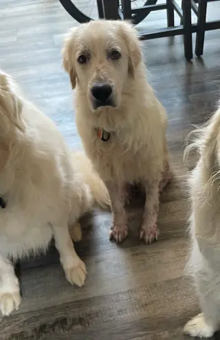 Maggie