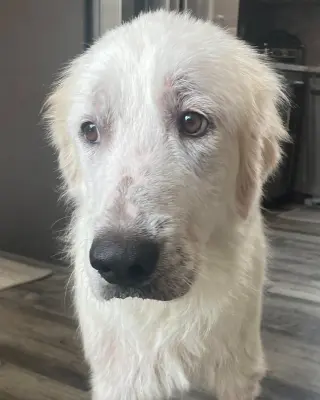 Maggie