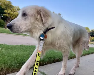 Maggie