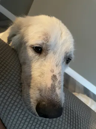 Maggie