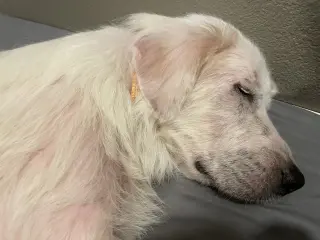Maggie