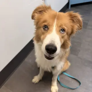 Bowie