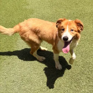 Bowie