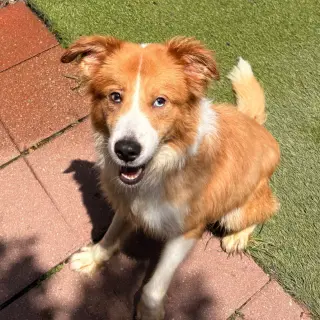 Bowie