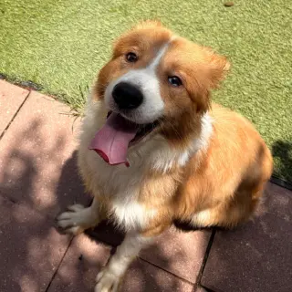 Bowie