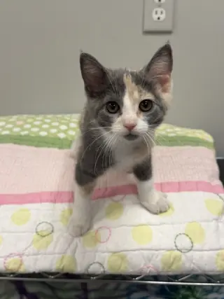 Bambi