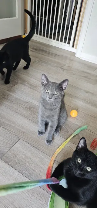 Vlad