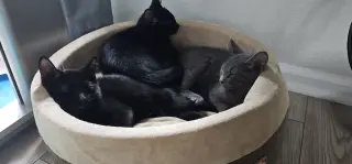 Vlad