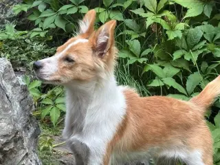 Laika