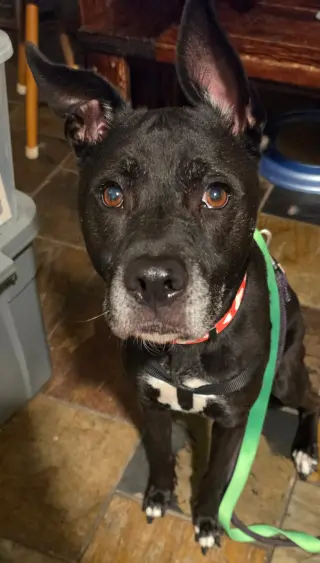 Darling Dottie