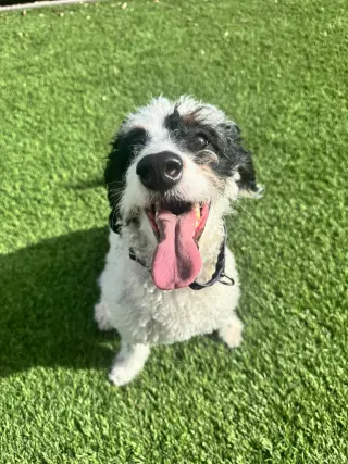 Pepper (Courtesy)