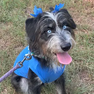 Darla