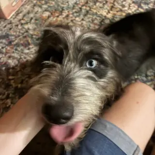 Darla