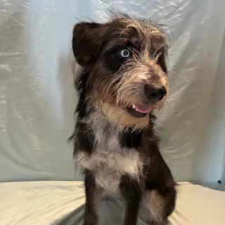 Darla