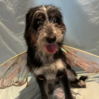 Darla