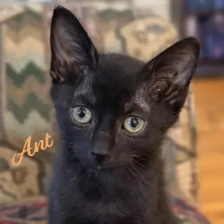 Ant #kloset-kitten