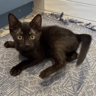 Ant #kloset-kitten