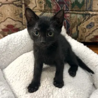 Ant #kloset-kitten