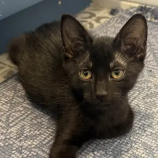 Ant #kloset-kitten