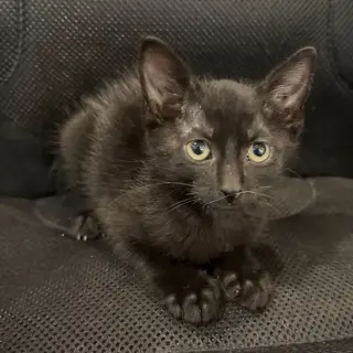 Ant #kloset-kitten