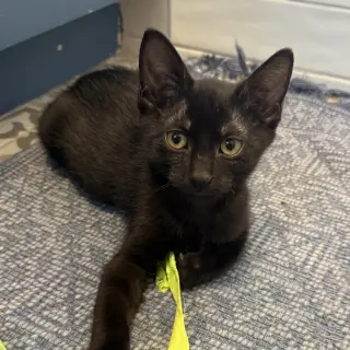 Ant #kloset-kitten