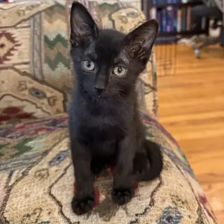 Ant #kloset-kitten
