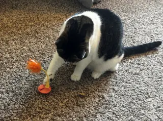 BONNIE #1966 - Offered by Owner - Family Pet