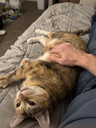 TALLIE #1965- Offered by Owner - Family cat