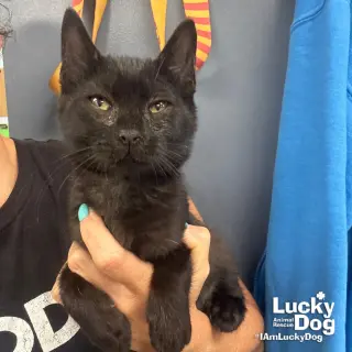 Carlos