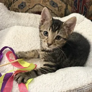 Caterpillar #kloset-kitten