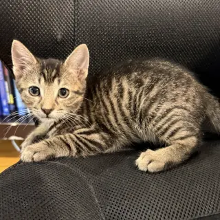 Caterpillar #kloset-kitten
