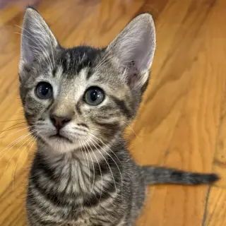 Caterpillar #kloset-kitten