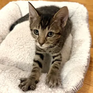 Caterpillar #kloset-kitten