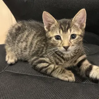 Caterpillar #kloset-kitten