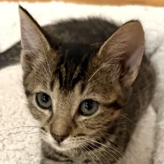 Caterpillar #kloset-kitten