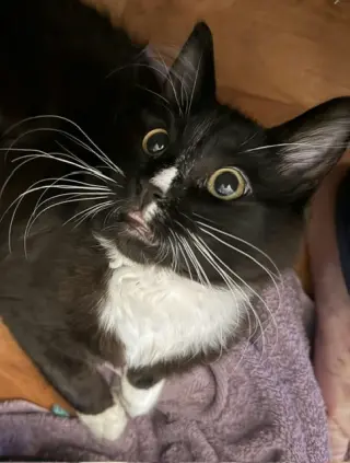 Smalls (Courtesy Post)