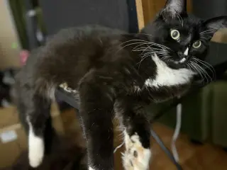 Smalls (Courtesy Post)