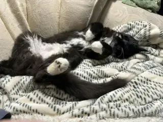 Smalls (Courtesy Post)