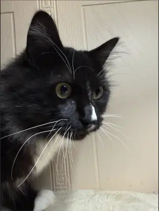 Smalls (Courtesy Post)