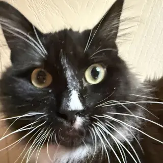 Smalls (Courtesy Post)