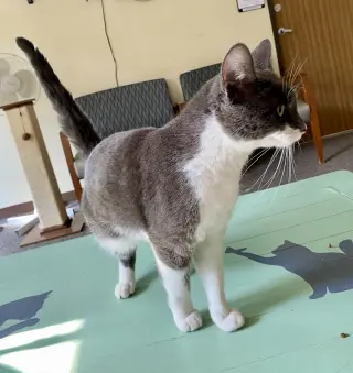 Purrseus