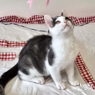 Georgie