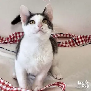 Georgie