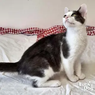 Georgie