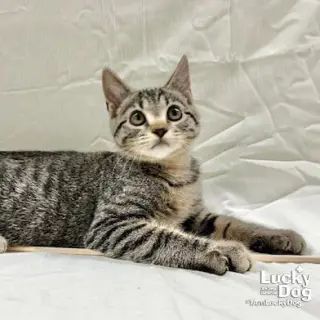 Toby